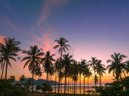 Téléchargez les photos : Vue aérienne champs de noix de coco dans la matinée lueur dans la lumière orange - en image libre de droit