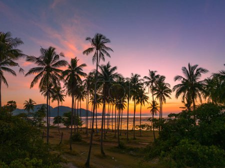 Téléchargez les photos : Vue aérienne champs de noix de coco dans la matinée lueur dans la lumière orange - en image libre de droit