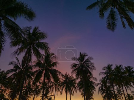 Photo for Aerial view coconut fields in the morning glow in orange light - Royalty Free Image