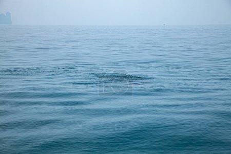 Photo for Whale sharks in Phang Nga Bay, Thailand - Royalty Free Image