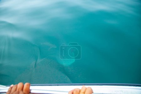 Téléchargez les photos : Requins baleines dans la baie de Phang Nga, Thaïlande - en image libre de droit