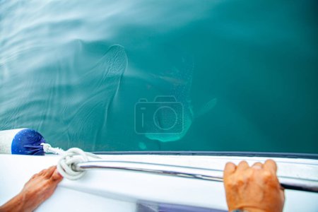 Téléchargez les photos : Requins baleines dans la baie de Phang Nga, Thaïlande - en image libre de droit