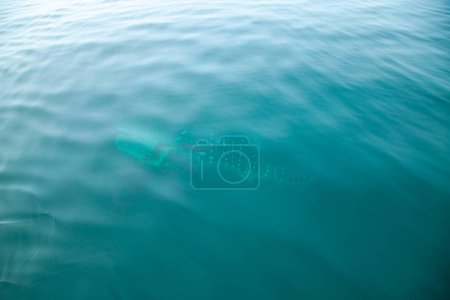 Photo for Whale sharks in Phang Nga Bay, Thailand - Royalty Free Image