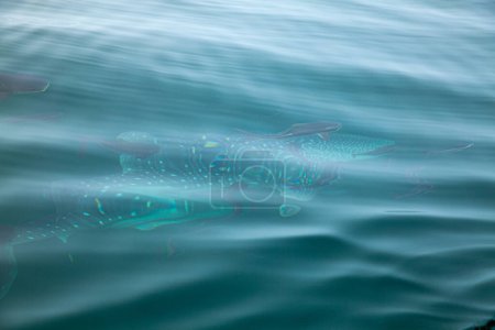 Foto de Tiburones ballena en Phang Nga Bay, Tailandia - Imagen libre de derechos