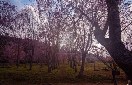 Téléchargez les photos : Des champs de cerisiers fleurissent sur toute la montagne - en image libre de droit