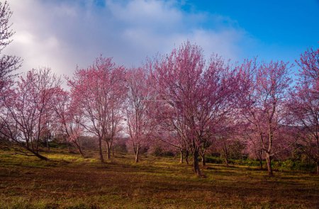 Foto de Los campos de flores de cerezo están floreciendo por toda la montaña - Imagen libre de derechos