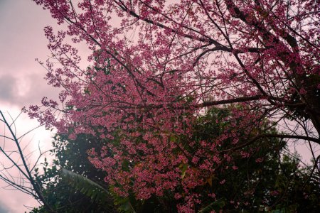 Téléchargez les photos : Des champs de cerisiers fleurissent sur toute la montagne - en image libre de droit