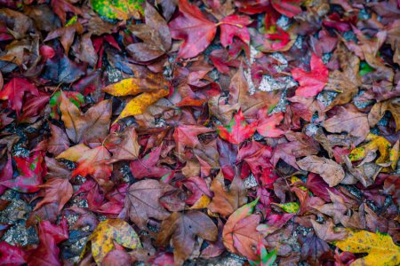 Foto de Follaje de otoño vibrante blanqueando el suelo en un tapiz de rojos, amarillos y marrones - Imagen libre de derechos