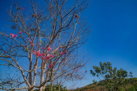 Foto de Hermosa rosa blanca flor de cerezo flores rama de árbol en el jardín con cielo azul - Imagen libre de derechos