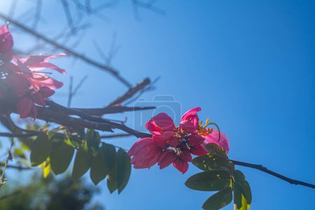 Téléchargez les photos : Belle rose blanc fleurs de cerisier branche d'arbre dans le jardin avec ciel bleu - en image libre de droit