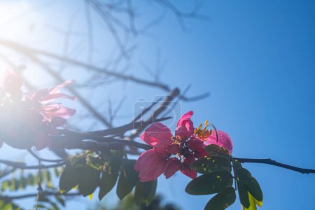 Photo for Beautiful Pink white Cherry blossom flowers tree branch in garden with blue sky - Royalty Free Image