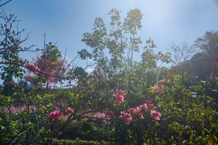 Foto de Hermosa rosa blanca flor de cerezo flores rama de árbol en el jardín con cielo azul - Imagen libre de derechos