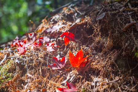 Foto de Las hojas de otoño cambian de color hojas coloridas Rodeadas de árboles exuberantes y vegetación vibrante - Imagen libre de derechos