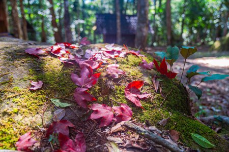 Foto de Las hojas de otoño cambian de color hojas coloridas Rodeadas de árboles exuberantes y vegetación vibrante - Imagen libre de derechos