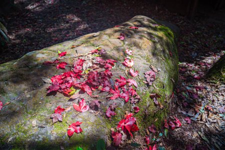 Téléchargez les photos : Feuilles d'automne changent de couleur feuilles colorées Entouré d'arbres luxuriants et de verdure vibrante - en image libre de droit