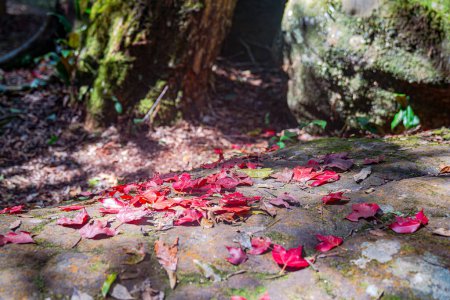 Photo for Colorful leaves Adorns Stones and Ground in Nature's - Royalty Free Image