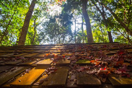 Photo for Bright autumn leaves cover the wooden roof of house, close up - Royalty Free Image