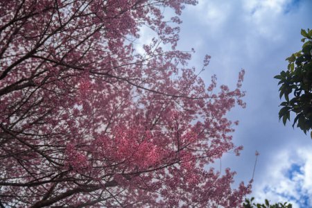 Téléchargez les photos : Cerisier avec des fleurs roses contre ciel bleu avec des nuages blancs - en image libre de droit