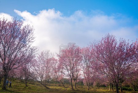 Photo for Natural landscape of beautiful sakura blooming in garden - Royalty Free Image