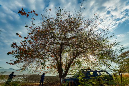 Téléchargez les photos : La lumière du soleil brille dans les grands arbres - en image libre de droit