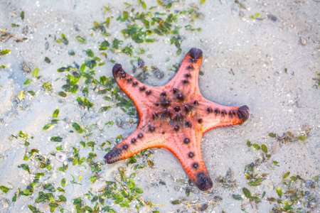Red starfish feeds on sea grass. bright orange starfish Move slowly on the sand