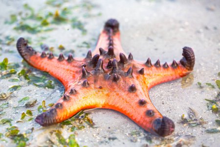 Mer abondante Il y a une belle nature. Dans la mer tranquille de la province de Krabi. Étoile de mer rouge sur le rivage au lever du soleil. étoile de mer orange vif Déplacez-vous lentement sur le sable. îles fond.