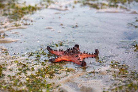 Abundant sea There is beautiful nature. In the quiet sea of Krabi Province.  Red starfish on the shore at sunrise. bright orange starfish Move slowly on the sand. islands background.