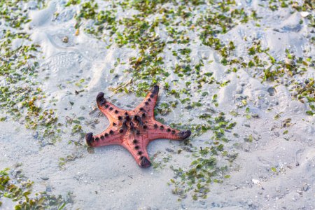 L'étoile de mer rouge se nourrit d'herbe marine. étoile de mer orange vif Déplacez-vous lentement sur le sable