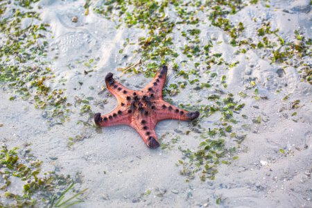 Red starfish feeds on sea grass. bright orange starfish Move slowly on the sand
