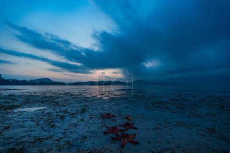 Mer abondante Il y a une belle nature. Dans la mer tranquille de la province de Krabi. Étoile de mer rouge sur le rivage au lever du soleil. étoile de mer orange vif Déplacez-vous lentement sur le sable. îles fond.