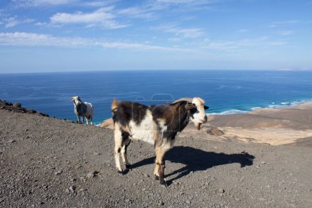Téléchargez les photos : Cabras en Mirador de Cofete en Fuerteventura - en image libre de droit