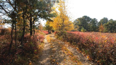 Téléchargez les photos : Feuillage d'automne dans la nature sauvage de Quehanna dans le centre-nord de la Pennsylvanie - en image libre de droit