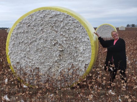 Photo for Large round Cotton Bale in an Arkansas Cotton field with a woman gesturing towards the bale, with other bales in the background - Royalty Free Image