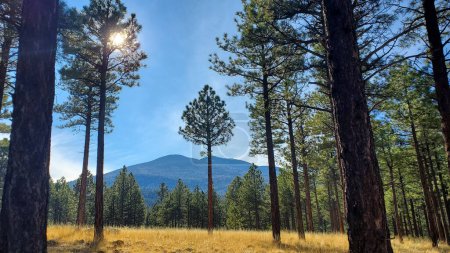 Photo for This photo captures the natural beauty of the San Francisco Peaks in Arizona, with Ponderosa Pines in the foreground. The blue sky and green trees create a peaceful and serene landscape, perfect for hiking and enjoying the great outdoors. - Royalty Free Image