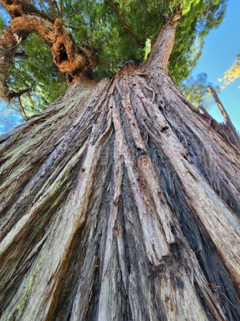 Photo for Massive Grandfather Tree in Northern California, a vertical photo revealing the insane height of this Redwood tree! - Royalty Free Image