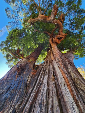 Photo for This is a vertical photo of the massive Grandfather Tree in Northern California. It is a beautiful and majestic tree that is a must-see for nature lovers. - Royalty Free Image