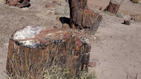 Photo for Up-Close Section of Petrified Beauty: Natures Time Capsule at the Petrified Forest in Northern Arizona - Royalty Free Image