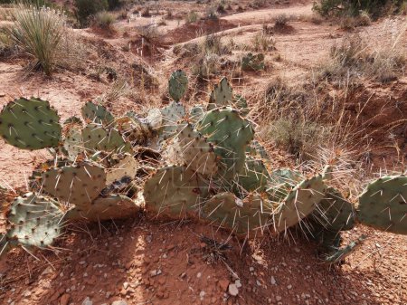 Photo for Capture the rugged elegance of Texas with this stunning image of a prickly pear cactus, showcasing its intricate thorns and lush green pads amidst the natural terrain - Royalty Free Image