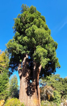 Photo for A Massive Coastal Redwood Tree in Northern California; a beautiful and majestic tree that is a must-see for nature lovers - Royalty Free Image