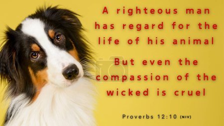 Proverbes 12 : 10 Le soin juste pour les besoins de leurs animaux, mais les actes les plus gentils des méchants sont cruels. Un chien mignon regardant quizzically, avec le verset de la Bible sur fond jaune.
