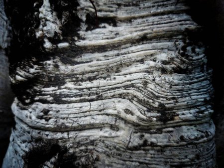 Foto de Textura del tronco del árbol, superficie de madera natural - Imagen libre de derechos