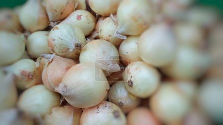 Foto de Primer plano de cebollas frescas - Imagen libre de derechos