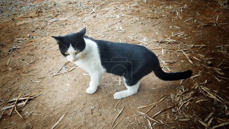Foto de Gato blanco y negro caminando, mirándote - Imagen libre de derechos