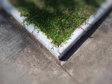 Foto de Un suelo de hormigón o marco de pared para el cultivo de césped en áreas públicas. - Imagen libre de derechos
