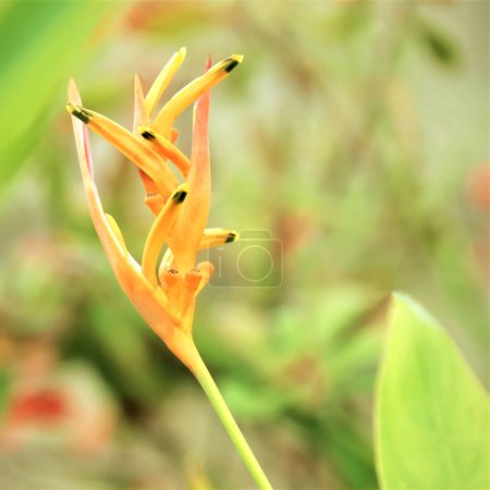 Foto de Balisier, Bec de perroquet, Heliconia - Plante tropicale - Imagen libre de derechos