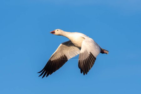 Photo for Close up of a snow goose in flight against a pure blue sky. - Royalty Free Image