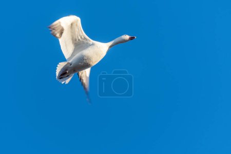 Photo for A solitary snow goose flies into a vibrant, clear blue sky. - Royalty Free Image
