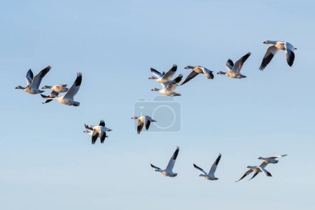 Photo for A flock of snow geese flying in formation towards the afternoon sun, with a cloudless pale blue sky background. - Royalty Free Image