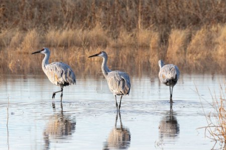 Three Sandhill Cranes standing in a pond. The cranes look to the left of the image. The pond is surrounded by reeds and tall grass. The surface of the water is calm and fully reflects the birds.