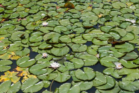 Almohadillas de lirio verde brillante con flores de loto blanco dispersas cubren la superficie de un estanque en un día soleado.